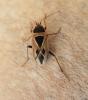 Xanthochilus saturnius
